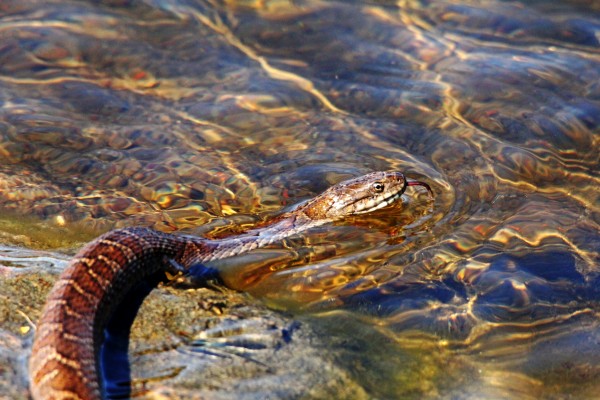 Northern Water Snake Tongue Sensor by Deb Oppermann